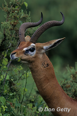 Gerenuk