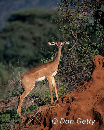 Gerenuk
