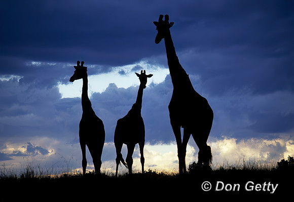 Masai Giraffe