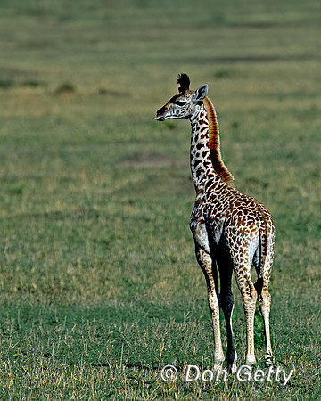 Masai Giraffe
