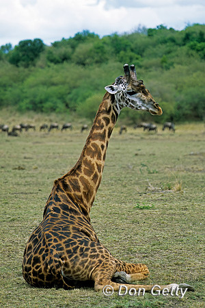 Masai Giraffe