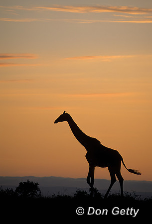 Masai Giraffe