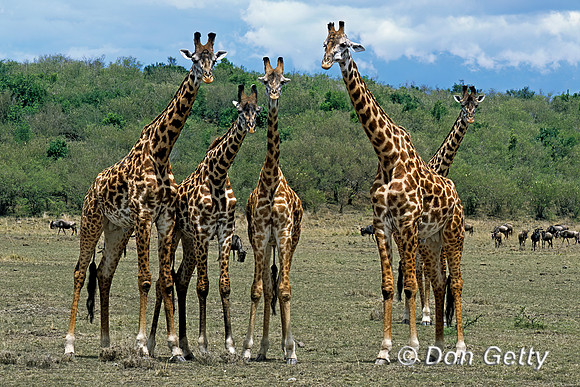Masai Giraffe