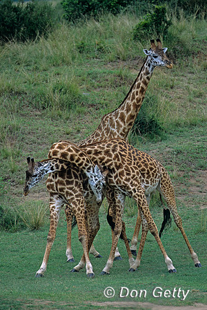 Masai Giraffe