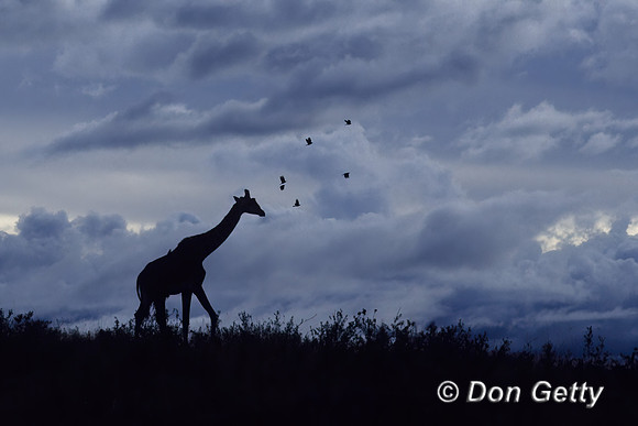 Masai Giraffe