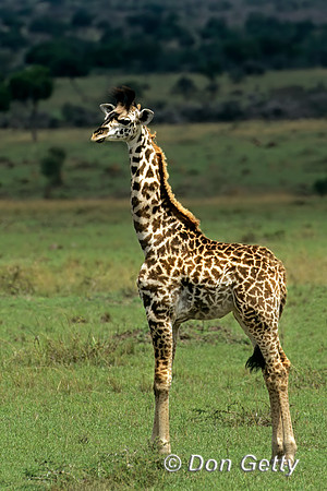 Masai Giraffe