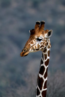 Reticulated Giraffe