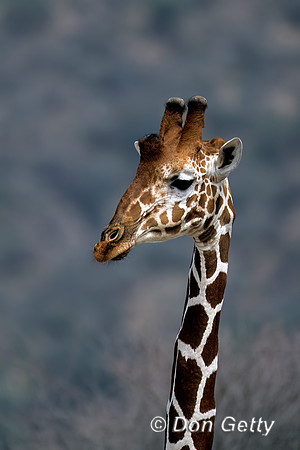 Reticulated Giraffe