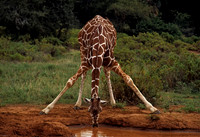 Reticulated Giraffe