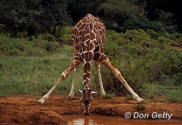 Reticulated Giraffe