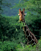 Giraffe, Reticulated