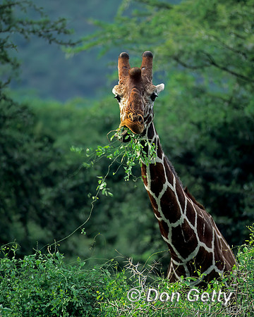 Reticulated Giraffe
