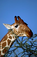 Reticulated Giraffe