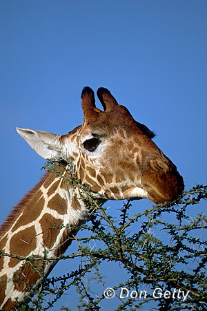 Reticulated Giraffe