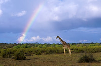 Reticulated Giraffe