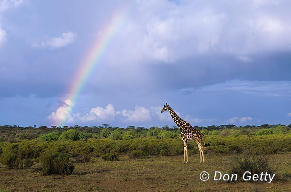 Reticulated Giraffe
