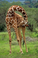 Reticulated Giraffe