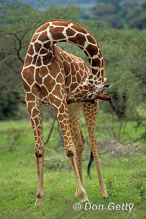 Reticulated Giraffe