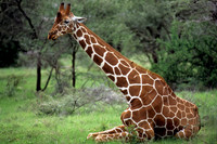 Reticulated Giraffe