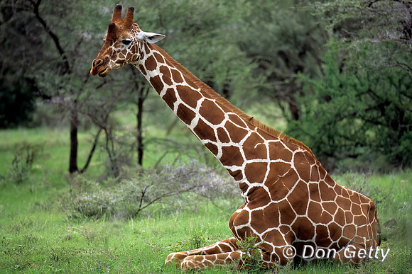 Reticulated Giraffe