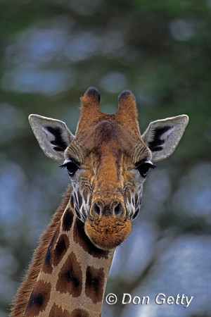 Rothschild Giraffe