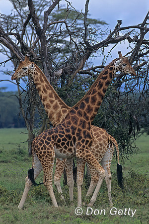 Rothschild Giraffe