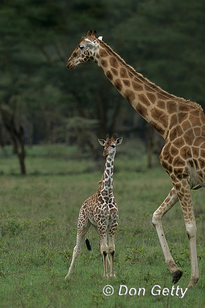 Rothschild Giraffe