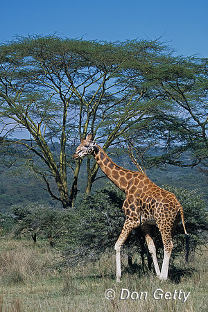 Rothschild Giraffe