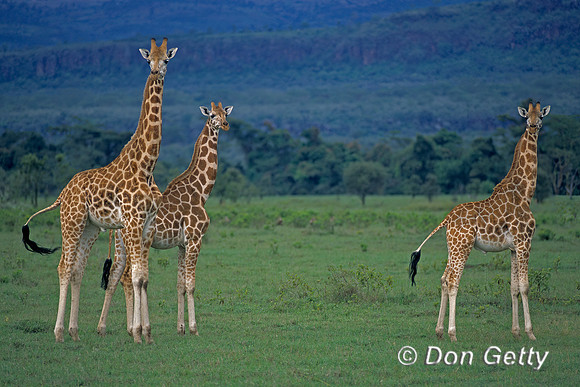 Rothschild Giraffe
