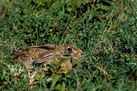 Hare, Cape