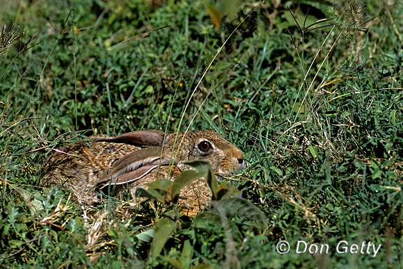 Cape Hare