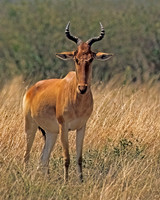 Hartebeest