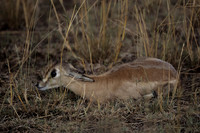 Hartebeest