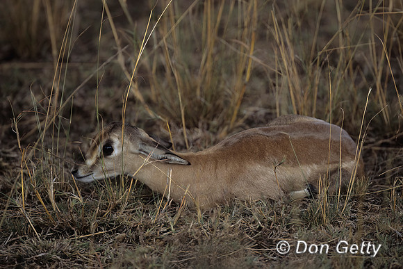 Hartebeest