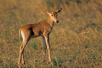 Hartebeest