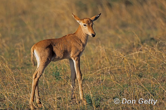 Hartebeest