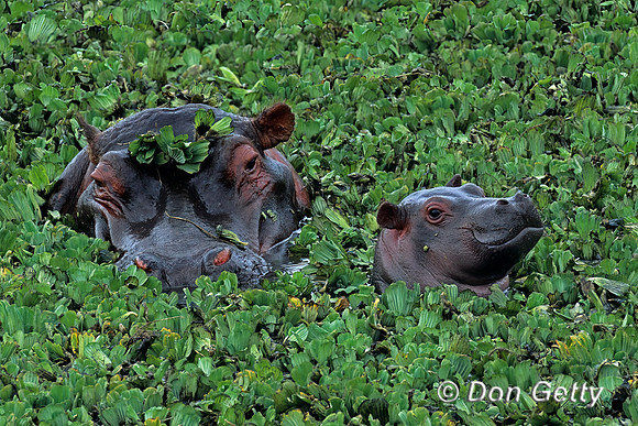 Hippopotamus