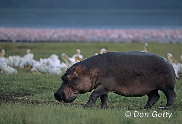 Hippopotamus