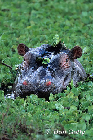 Hippopotamus