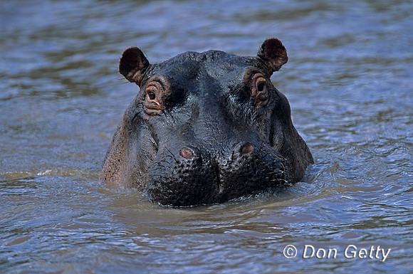 Hippopotamus