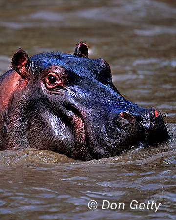 Hippopotamus