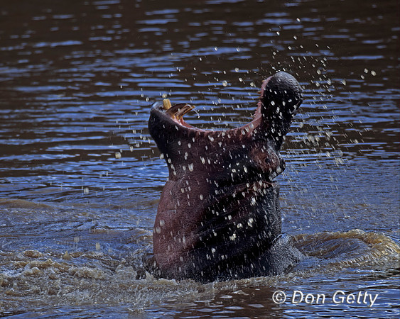 Hippopotamus