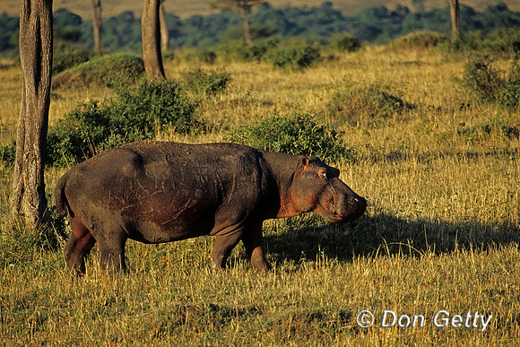 Hippopotamus