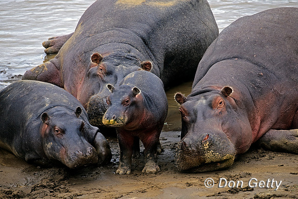 Hippopotamus