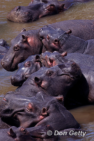 Hippopotamus