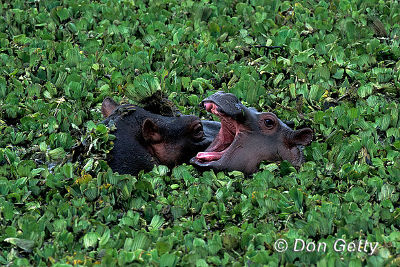 Hippopotamus
