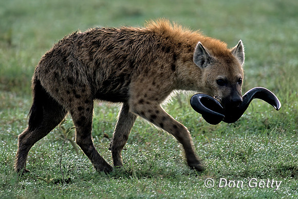 Spotted Hyena