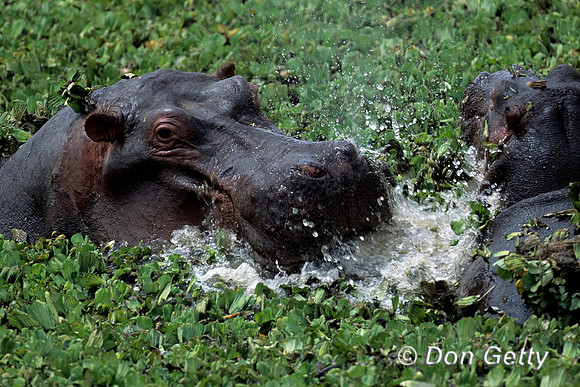 Hippopotamus