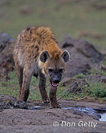 Spotted Hyena