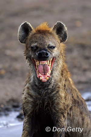 Spotted Hyena